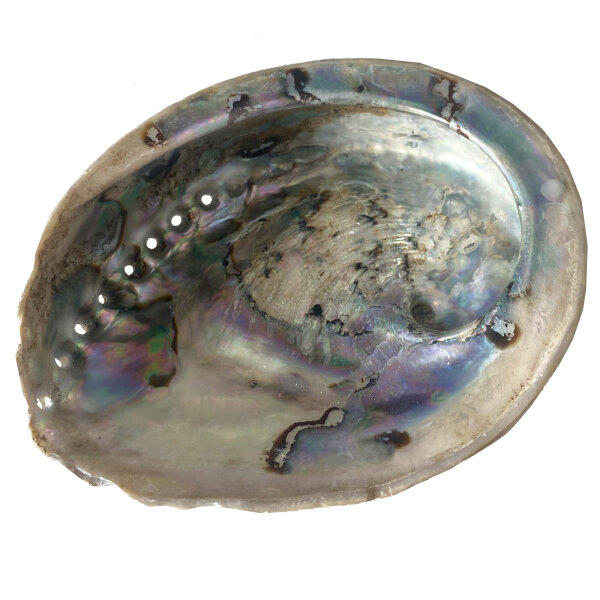 Muschel Irismuschel Seeohr 2er Set Abalone ca.13x8 cm Haliotis mit sch&ouml;nem Perlmutt