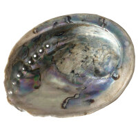 Muschel Irismuschel Seeohr 2er Set Abalone ca.13x8 cm...